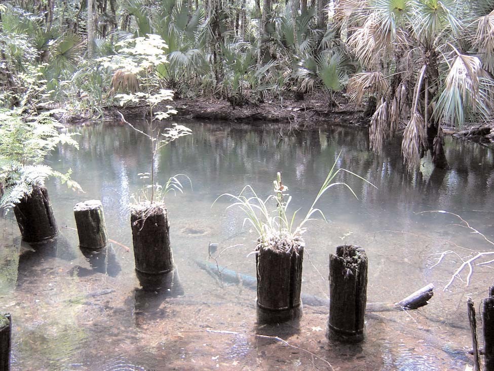 Moccasin_Lake Florida Springs Institute